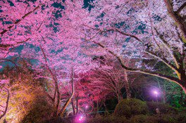 長野公園さくらと光の回廊