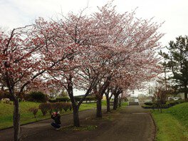 5月上旬から中旬には、ソメイヨシノや蝦夷山桜などが満開となる