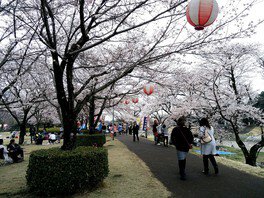 東雲公園の桜