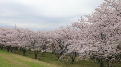 【桜・見ごろ】笠原桜公園