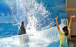 Cool！Dolphin！〜kizuna de summer〜