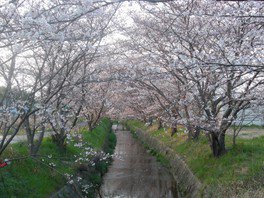 【桜・見ごろ】虚空蔵谷川の桜並木