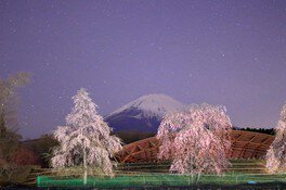 【桜・見ごろ】富士山樹空の森