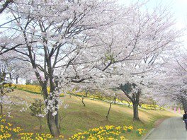 【桜・見ごろ】東那須野公園