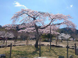 【桜・見ごろ】ひろしま遊学の森 広島市森林公園