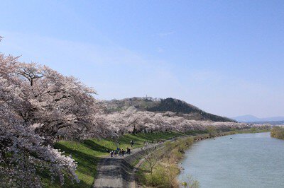 柴田町船岡城址公園の桜