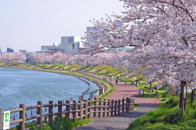 墨田区立旧中川水辺公園の桜