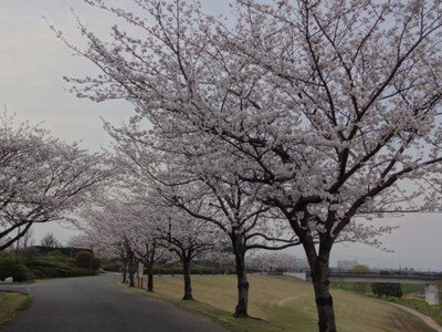 【桜・見ごろ】久留米百年公園