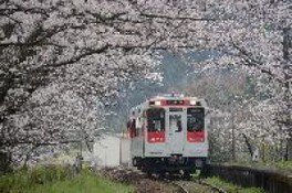 【桜・見ごろ】浦ノ崎駅の桜並木