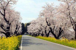 【桜・見ごろ】城ヶ谷堤の桜並木