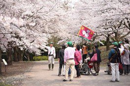 とっとり花回廊　桜のガイドツアー