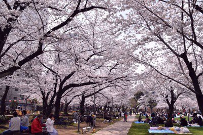 墨田区立錦糸公園の桜