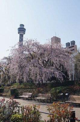 山下公園の桜
