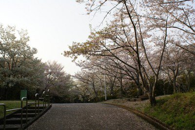 【桜・見ごろ】西之谷公園