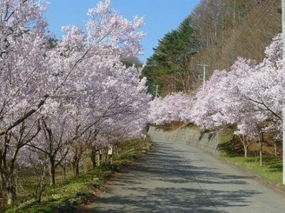 【桜・見ごろ】三ツ峠さくら公園の桜並木