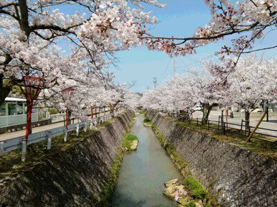 【桜・見ごろ】熊坂川河畔
