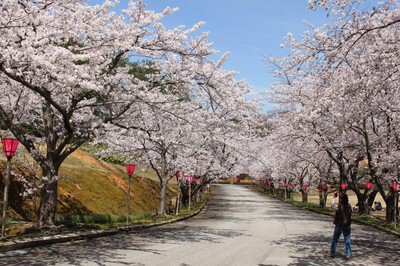 能登町柳田植物公園の桜