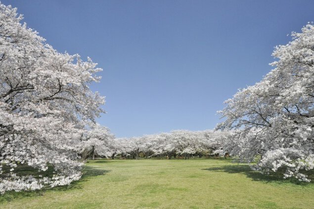 国営昭和記念公園　パークフィットネス　春の健康ウォークラリー