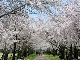 千本桜として有名で「さくら名所100選」にも選定されている