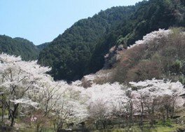 鐘ヶ坂公園の桜