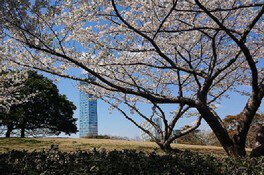 千葉ポートパークの桜