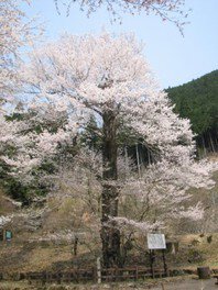 【桜・見ごろ】乳児の森公園のおなみ桜