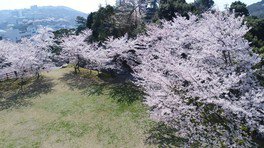 鳥羽城跡 城山公園の桜