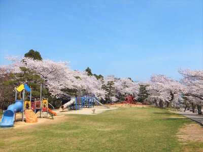 朝日山公園の桜