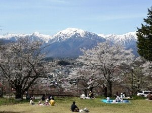 【桜・見ごろ】大町公園・観光道路