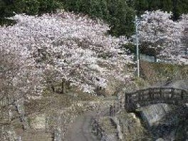 【桜・見ごろ】鍋島藩窯公園