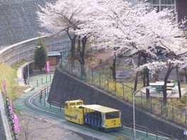 【桜・見ごろ】足尾銅山観光