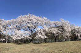 【桜・見ごろ】旧中央小学校の桜