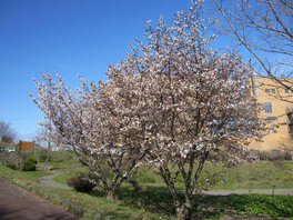 湖を囲む約900本以上の桜を楽しむ