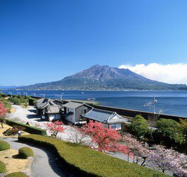 錦江湾と桜島を望む美しい庭園で桜も楽しめる