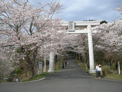 愛宕山(山頂)の桜