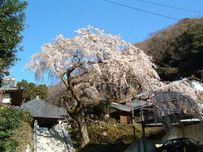 等覚寺の桜