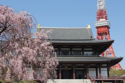 大本山 増上寺の桜