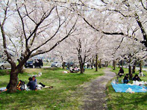 【桜・見ごろ】石川公園