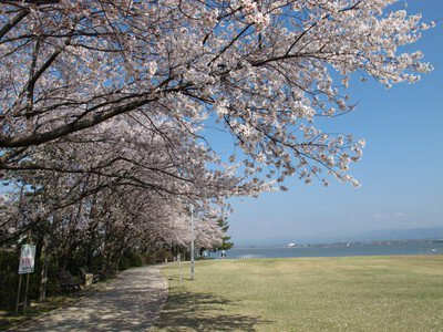 【桜・見ごろ】柴山潟湖畔公園
