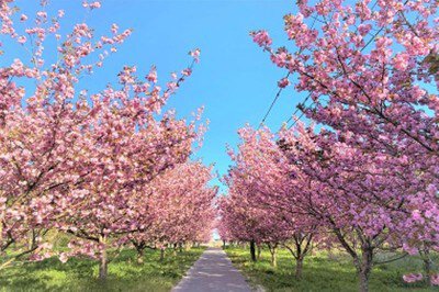 羅生門さくら公園の桜