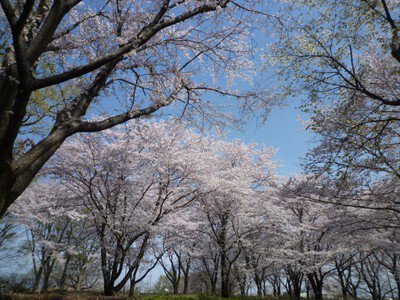 【桜・見ごろ】智光山公園
