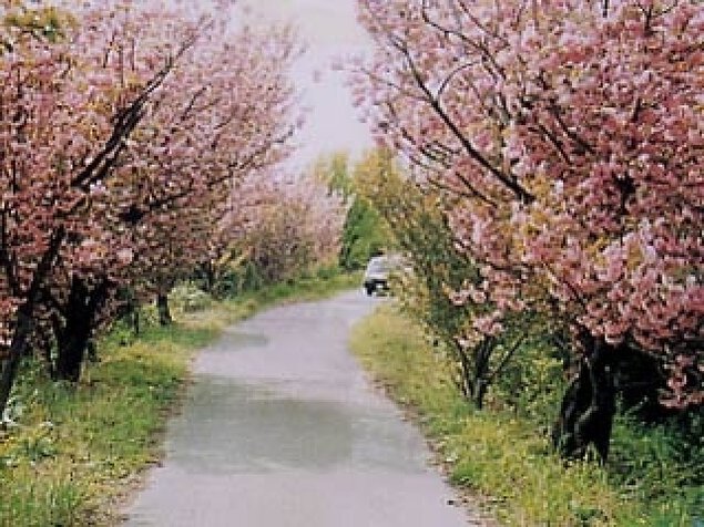 【桜・見ごろ】高地谷林道のさくら道
