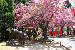 源平合戦ゆかりの地に咲く6000本の八重桜