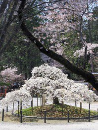 大原野神社の桜