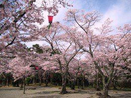 3月下旬から4月上旬にかけて満開の桜を眺められる