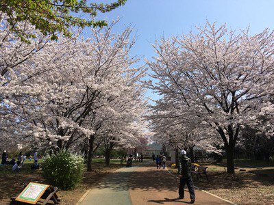 西東京いこいの森公園の桜