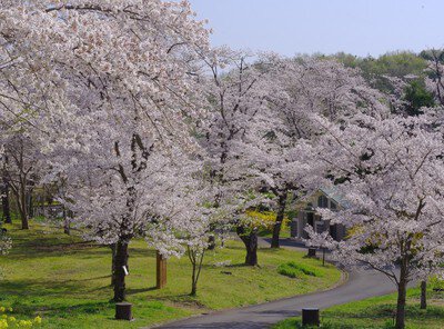 国営武蔵丘陵森林公園の桜