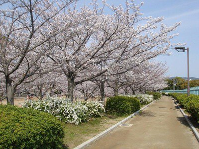 伊丹瑞ケ池公園の桜