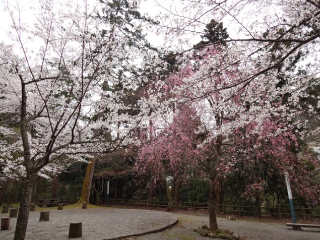 【桜・見ごろ】鶴仙渓桜公園