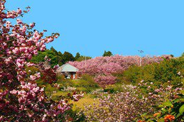 日本さくら名所100選にも選ばれた八重桜の名所
